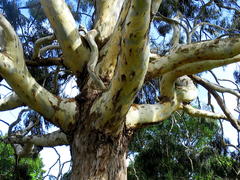 Eucalyptus globulus globulus