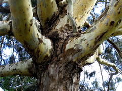 Eucalyptus globulus globulus