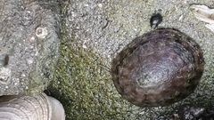 Cellana radians