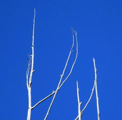 Eucalyptus globulus globulus