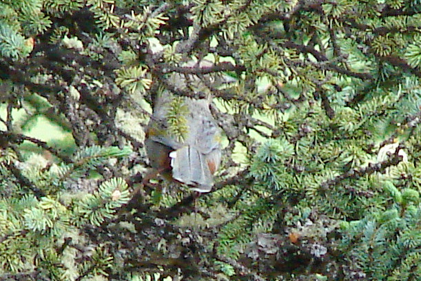 Elliot's Laughingthrush