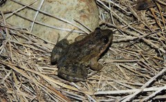 Leptodactylus melanonotus