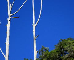 Eucalyptus globulus globulus