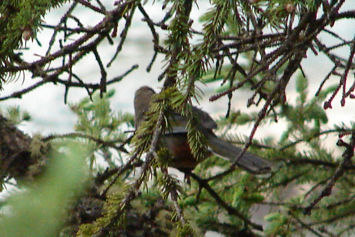 Elliot's Laughingthrush