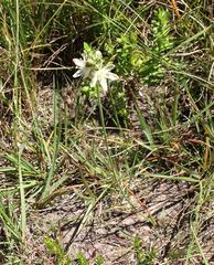 Albuca virens virens