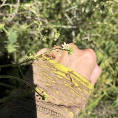 Echinopepon wrightii