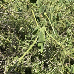Echinopepon wrightii