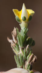 Aspalathus cymbiformis