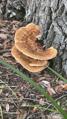 Inocutis ludoviciana