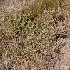 Aspalathus cymbiformis