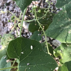Echinopepon wrightii