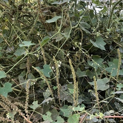 Echinopepon wrightii