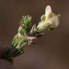 Aspalathus cymbiformis