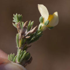 Aspalathus cymbiformis