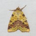 Pink-banded Sallow - Photo (c) Dan MacNeal, some rights reserved (CC BY), uploaded by Dan MacNeal