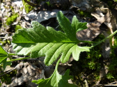 Convolvulus angustissimus