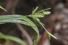 Cyperus laxus