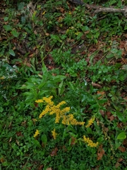 Solidago canadensis canadensis