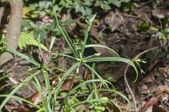 Cyperus laxus