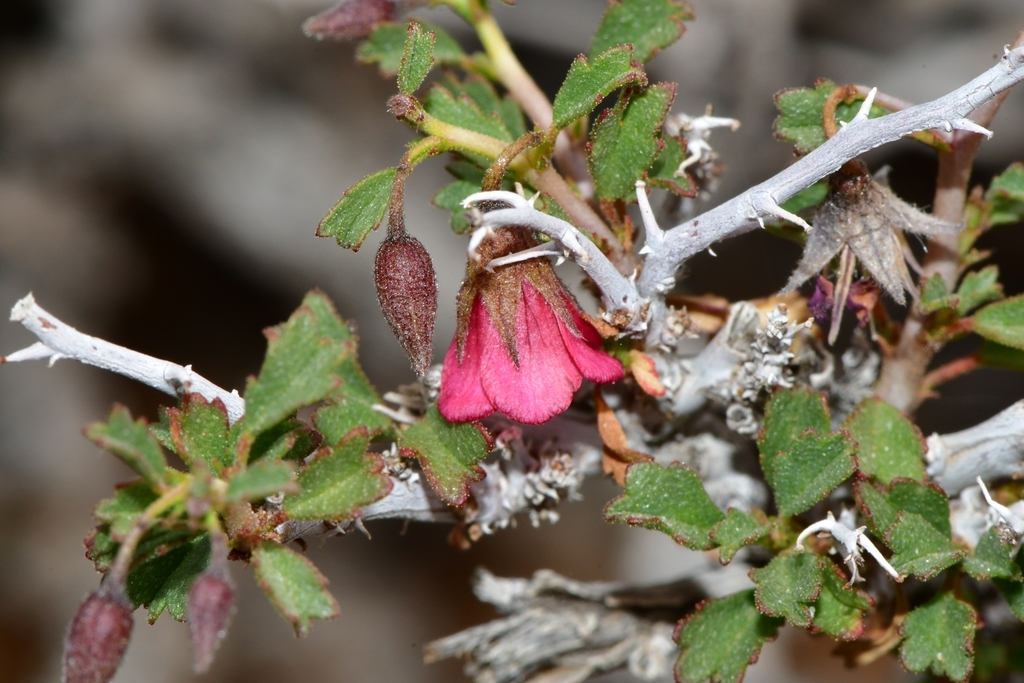Spiny Dollsrose