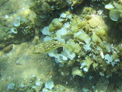 Amblyrhynchote honckenii