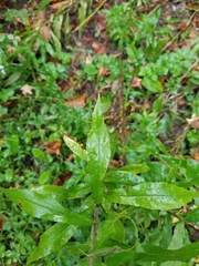 Solidago canadensis canadensis
