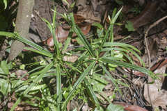 Cyperus laxus