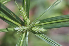 Cyperus laxus