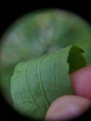 Solidago canadensis canadensis