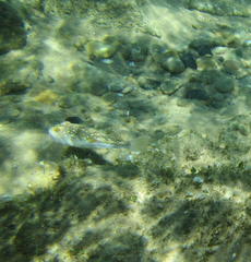 Amblyrhynchote honckenii