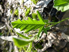 Convolvulus angustissimus