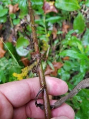 Solidago canadensis canadensis