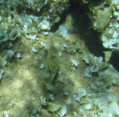 Amblyrhynchote honckenii