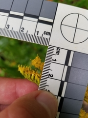 Solidago canadensis canadensis