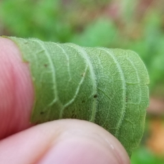 Solidago canadensis canadensis