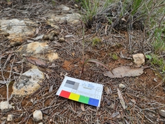 Thelymitra alcockiae