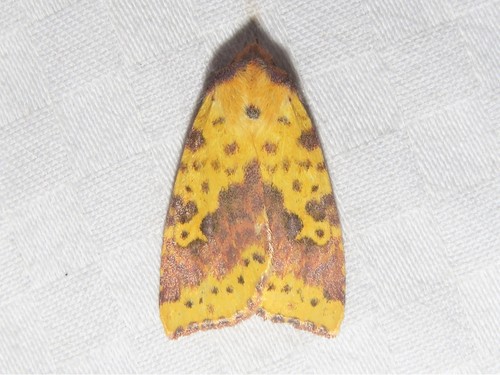 Pink-banded Sallow photo 2