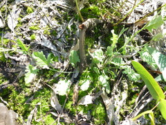 Convolvulus angustissimus