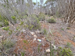 Thelymitra alcockiae