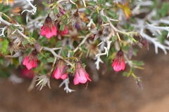 Hermannia spinosa