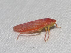 Gyponana gladia