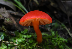 Pseudohygrocybe