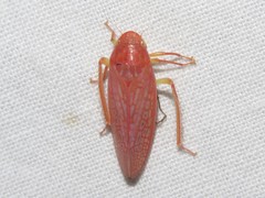 Gyponana gladia