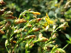 Hypericum undulatum