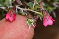 Hermannia spinosa