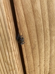 Phidippus audax