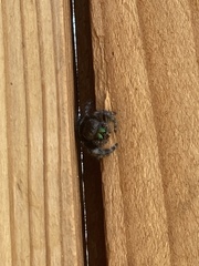 Phidippus audax