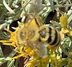 Cnemidandrena