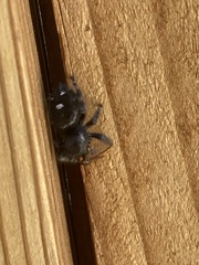 Phidippus audax