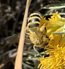 Cnemidandrena